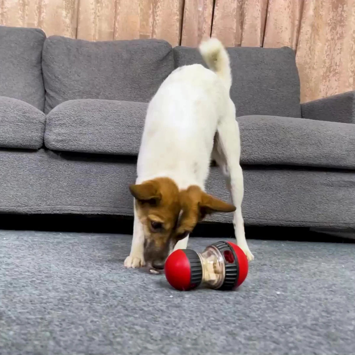 Interactive Dog Toy | Stimuleer de Geest van je Hond en Maak Speeltijd Leuker!